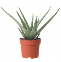 Medicinal plant Aloe Vera