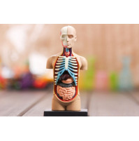 Human anatomical model