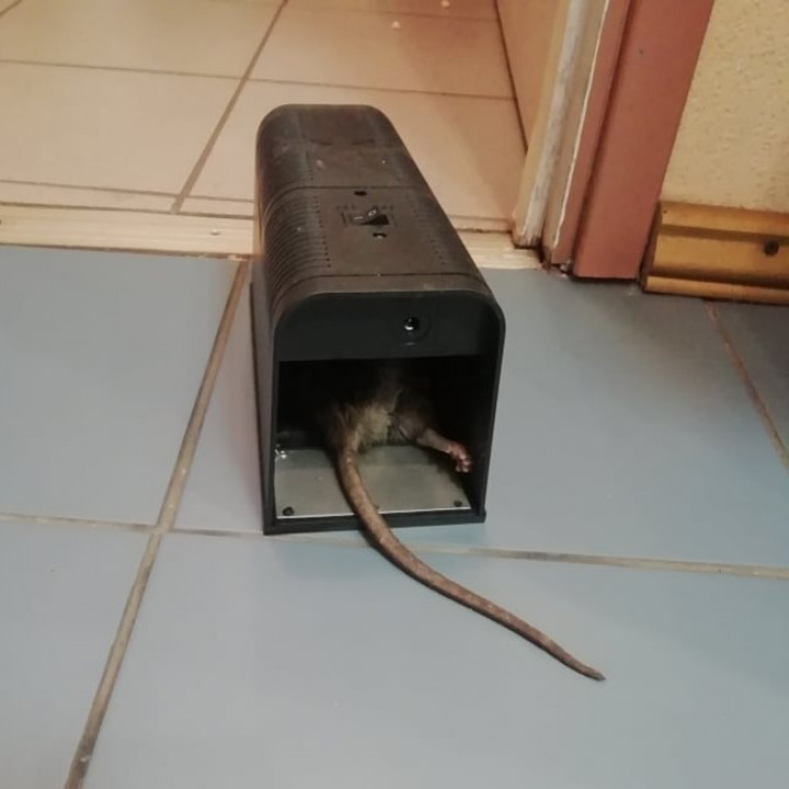 Electric rat and mouse trap 