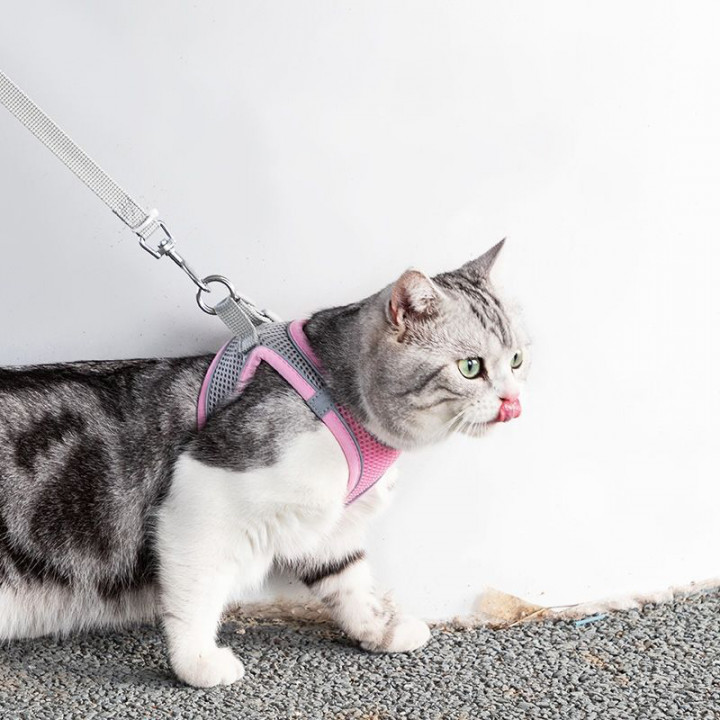 lv cat harness