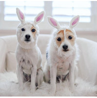 Funny knitted hat bunny ears or cow horns for small dogs and cats, photoset, exhibitions, pranks